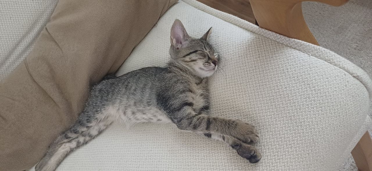 Purry friend