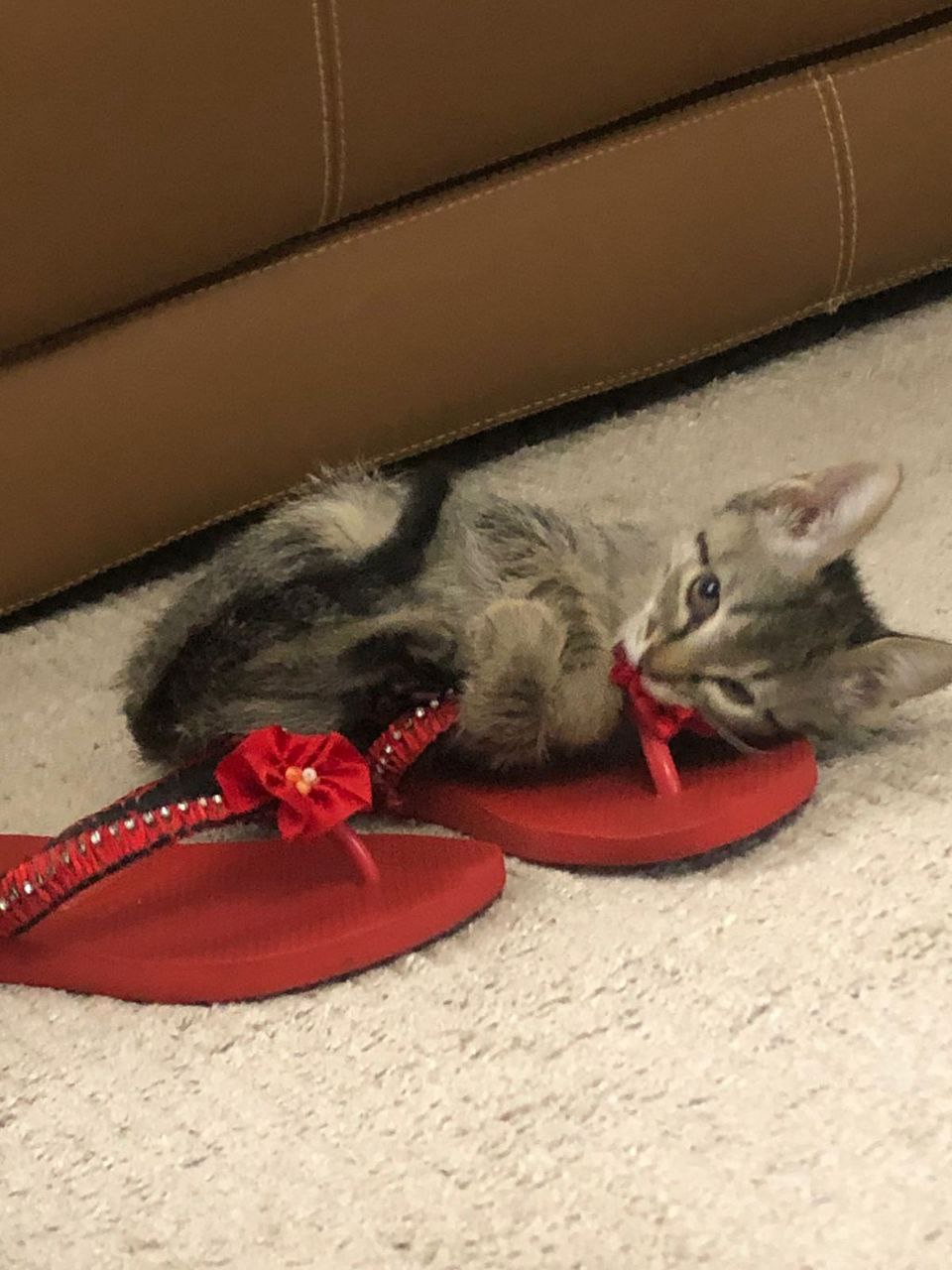 Biting and kicking cat