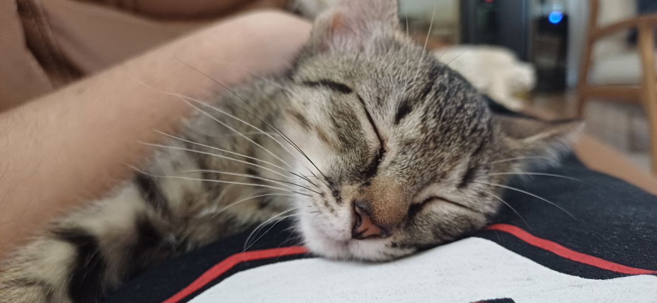 Sleepy kitten