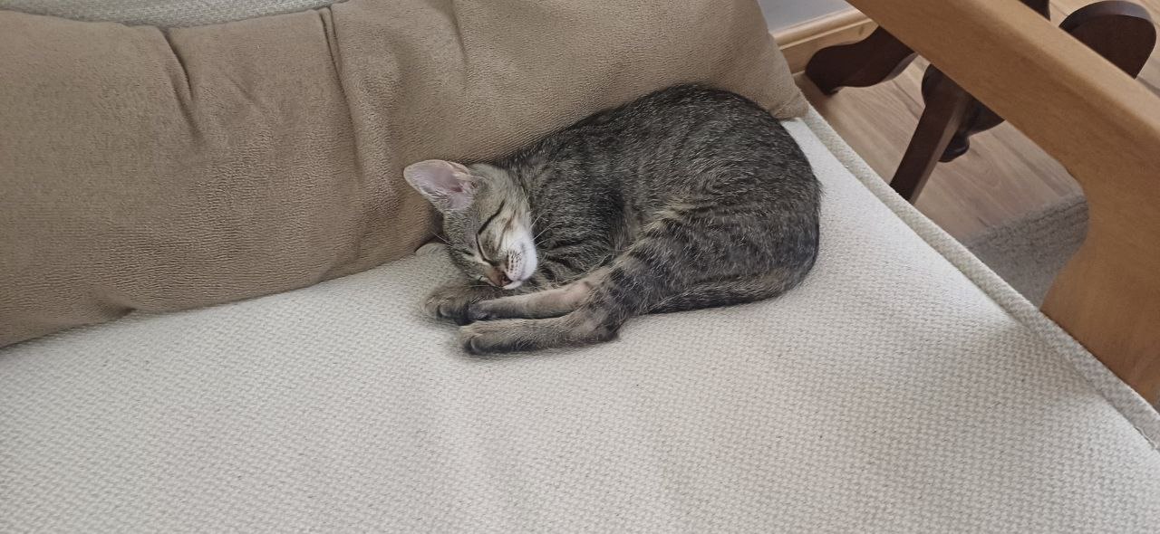 Cute little cat photo